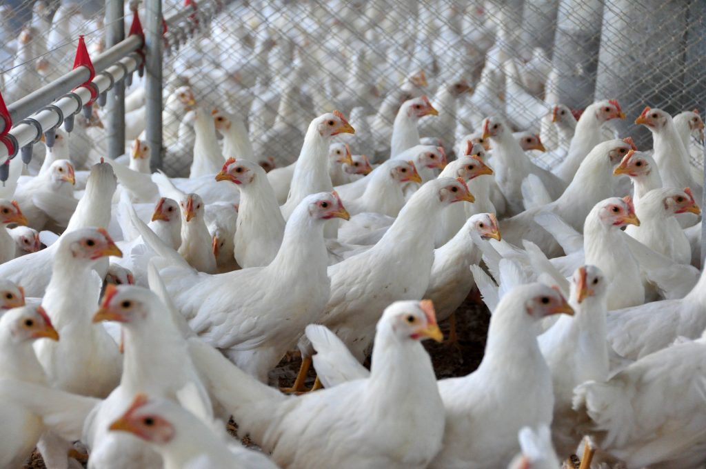 aves no galpão 1024x680 - Proteína animal coloca Paraná na liderança nacional de produção