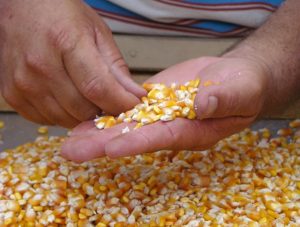 Read more about the article Sérgio Souza se preocupa com a alta do preço do milho e possível desabastecimento