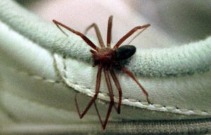 Read more about the article Picada de aranha-marrom deve ser tratada com urgência