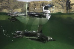 pinguins tubaroes aquario marinho curitiba27022015 05 300x200 - Aquário de Paranaguá é opção para férias escolares