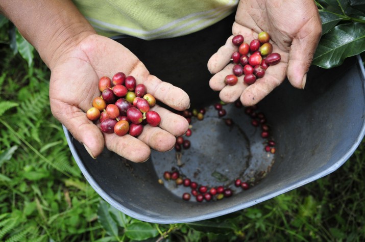 Café - Sérgio Souza defende protecionismo à cafeicultura brasileira