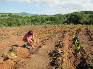 Read more about the article Unidades do Sistema Único de Saúde podem ter de comprar de agricultores familiares