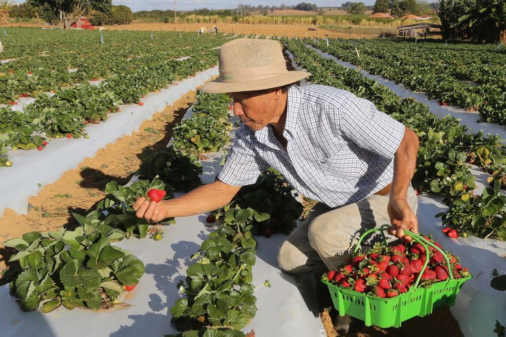 Agricultura brasileira 1024x683 - Comissão aprova suspensão de Impostos de Produtos Industrializados para embalagem de agricultores
