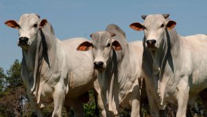 Read more about the article Projeto pretende aliviar os efeitos da emissão do gás metano produzido pelos bovinos