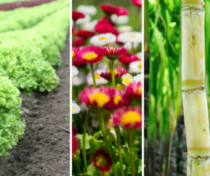 Read more about the article Produtores de hortaliças, flores e cana sofrem efeitos da pandemia. Hora de ajudar
