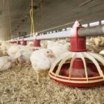 Conheça todo trabalho para reverter os efeitos da Cosit-11, que prejudica o produtor/integrado frango 150x150 - Conheça todo trabalho para reverter os efeitos da Cosit-11, que prejudica o produtor/integrado