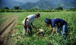 lei do agro 300x179 - Congresso derruba vetos na Lei do Agro para evitar tributos ao produtor rural