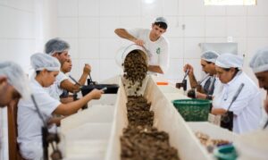 Cooperativa Marcelo Camargo  300x179 - Ministério da Agricultura lança edital para selecionar cooperativas agropecuárias para o projeto Eixo Intercooperação