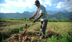 Read more about the article Trabalho rural e NR 31: novas regras preveem economia de R$ 4,3 bilhões